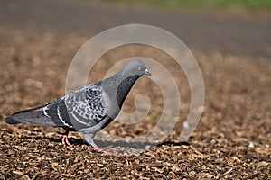 Beautiful closeup view of common city feral pigeon Columbidae walking on wood chips, nuggets, straw or bark in Herbert Park