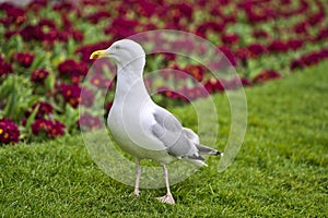 Beautiful closeup view of common white seagull Laridae walking on the lawn beside dark red flowers in Stephens Green Green Park