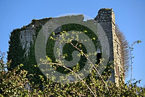 Beautiful closeup view of the mysterious Puck`s Castle ruins covered with ivy Hedera Helix in Rathmichael, Southeastern Dublin