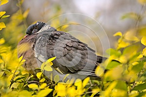 Beautiful closeup view of poor common city feral pigeon Columbidae sleeping and sitting on bush with green and yellow leaves