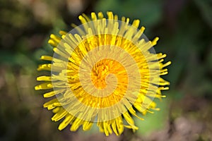 Beautiful closeup view of single spring yellow dandelion Taraxacum officinale flower, Dublin, Ireland. Soft and selective focus