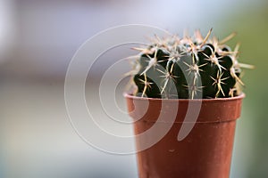 Beautiful closeup view of small dark green cactus Cactaceae spines, glochids and areole of room pant in brick red pot