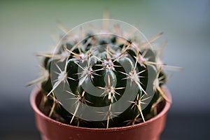 Beautiful closeup view of small dark green cactus Cactaceae spines, glochids and areole of room pant in brick red pot photo