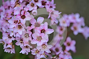 Beautiful closeup view spring small pink pigsqueak Bergenia flowers, Ballinteer, Dublin, Ireland photo