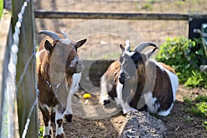 Beautiful closeup view of two goats resting beside the wooden fence at Goatstown farm in Dublin, Ireland