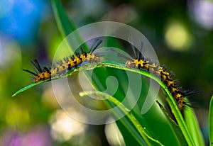 Beautiful closeup view of two hairy larvas meeting each other on a plant leaf