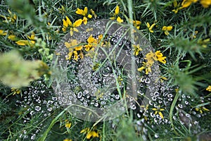 Beautiful closeup view of water drops on spider web on yellow wild peaky gorse Ulex flowers growing everywhere in Ireland