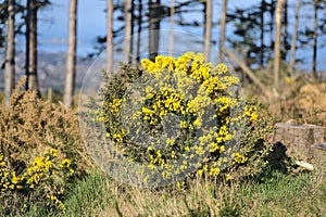 Beautiful closeup view of yellow gorse Ulex wild flower bush growing everywhere in Ireland all the year round against tall pines