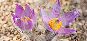 Beautiful closeup violet prairie flowers in a grass