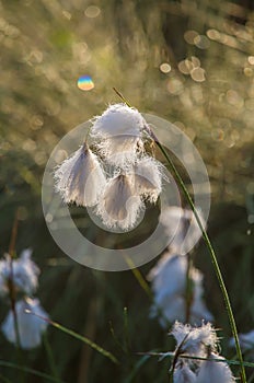 A beautiful closeup of a white cottongrass heads growing in a natural habitat of swamp. Natural closup of wetlands flora