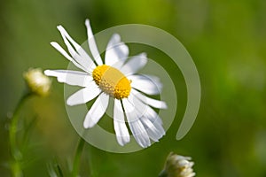 Beautiful closeup of white daisy in field of flowers with green bokeh