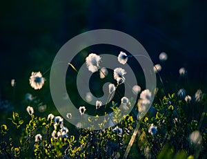 A beautiful closeup of white, fluffy heads of the cottongrass in the wetlands.