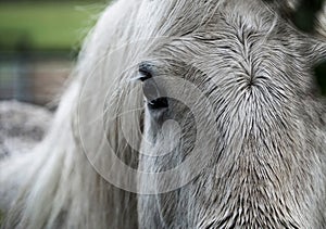 Beautiful closeup of white horse face , focus on forelock and dark eye