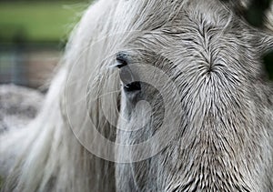 Beautiful closeup of white horse face , focus on forelock and dark eye photo