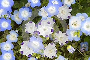 Closeup many nemophila flowers  in ibaraki japan