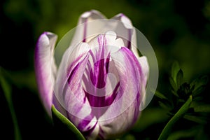 A beautiful closeup white purple tulip is blooming