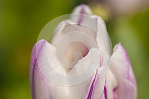 A beautiful closeup white purple tulip is blooming