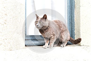 Beautiful closeup of wild grey cat with yellow eyes siting on white and blue background for wallpaper design
