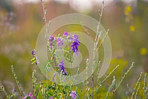 Beautiful closeup wild prairie flowers