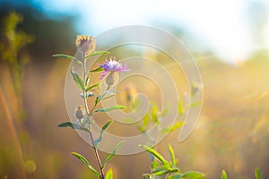 beautiful closeup wild prairie flowers
