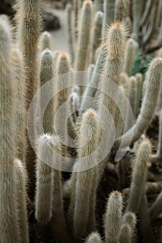 Beautiful closeup of a wooly torch also known as Cleistocactus strausii photo