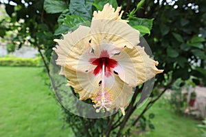 Beautiful closeup of Yellow Hibiscus Rosa sinensis Flower. This flower is also known as Chinese hibiscus, China rose and also rose