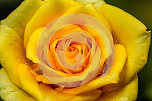 Beautiful closeup of a yellow rose flower with dews