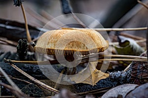 Beautiful Closeup of forest autumn mushrooms in macro.