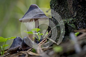 Beautiful closeupmacro of forest autumn poisonous gray mushrooms in macro