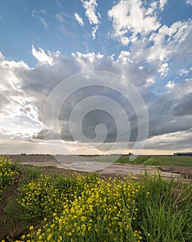 Beautiful cloud above dutch landscape with yellow wildflowers