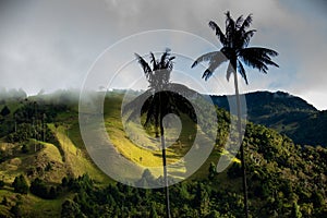Beautiful cloud forest and the Quindio Wax Palms at the Cocora Valley located in Salento in the Quindio region in
