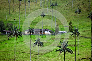 Beautiful cloud forest and the Quindio Wax Palms at the Cocora Valley located in Salento in the Quindio region in