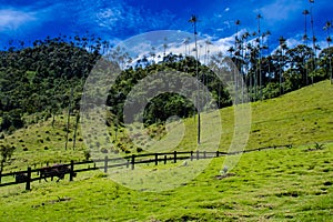 Beautiful cloud forest and the Quindio Wax Palms at the Cocora Valley located in Salento in the Quindio region in