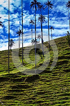 Beautiful cloud forest and the Quindio Wax Palms at the Cocora Valley located in Salento in the Quindio region in Colombia