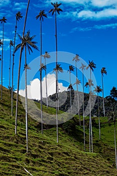 Beautiful cloud forest and the Quindio Wax Palms at the Cocora Valley located in Salento in the Quindio region in Colombia