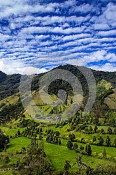 Beautiful cloud forest and the Quindio Wax Palms at the Cocora Valley located in Salento in the Quindio region in Colombia