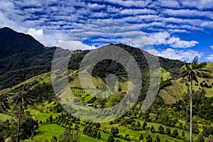 Beautiful cloud forest and the Quindio Wax Palms at the Cocora Valley located in Salento in the Quindio region in Colombia