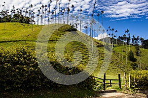 Beautiful cloud forest and the Quindio Wax Palms at the Cocora Valley located in Salento in the Quindio region in Colombia