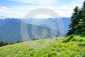 Beautiful cloud over snow capped mountains in Olympic National Park in summer