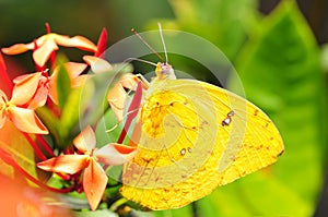 Beautiful Cloudless Sulphur Phoebis sennae butterfly on some f