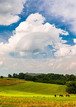 Beautiful clouds over horses in a farm field in Southern York Co