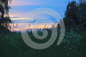 Beautiful cloudscape. Sunset landscape with forest.