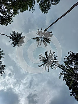 Beautiful cloudy skies view  with some tall  cocunut tree as background