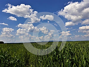 Endless corn field on a summer day