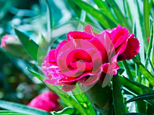 Beautiful Clove Pink Flower Close Up