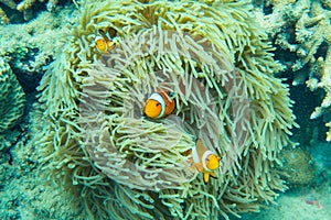 Beautiful clown fish in the sea anemone