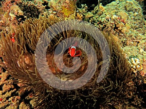 Beautiful clown fish on softcoral