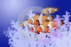 Beautiful clownfish masses