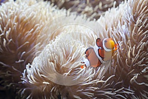 Beautiful Clownfish and Sea Anemone