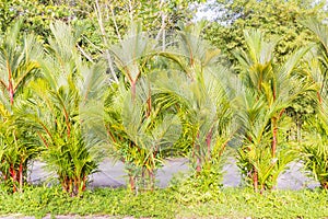 Beautiful clumping lipstick palm or Cyrtostachys renda